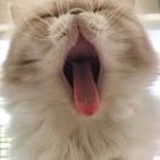 冲鸭！(つД`)
