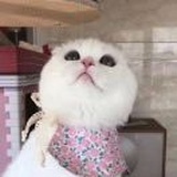 小西瓜噢