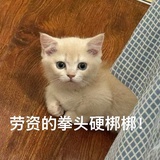 蟹福特O.0