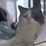 糕糕哥