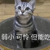 南下的小喜鹊