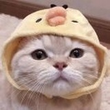 咸鱼咸