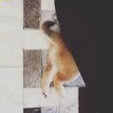狗性恋