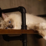 春晓