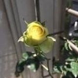 蛮子薛