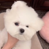 豆友205645005