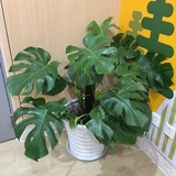 勿忘心安