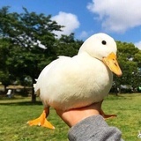是米亚鸭