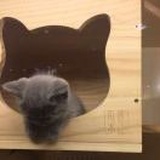 唐小糖