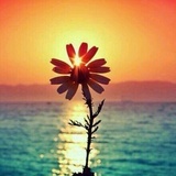 向日葵🌻