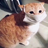 我是猫