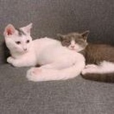 你是我的小可爱