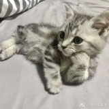 撸串不撸猫