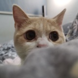 wilalalala