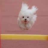 小小小蘑菇