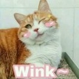 墨轻尘