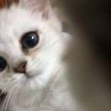 xixi