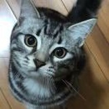 普通的铲屎官（