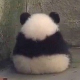 珏珏不熬夜