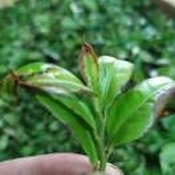 上客茶庄1371268