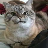 嗨(ง •̀_•́)ง