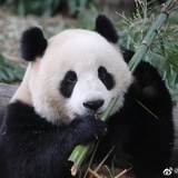 豆豆龙