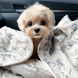 晚玉不生气