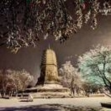 来生蠹鱼