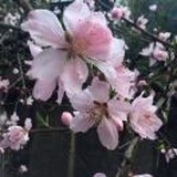 闲人