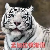 不吃鱼的猫