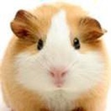 梅葵