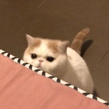 板栗要吃脆的
