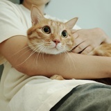 狐狸花猫