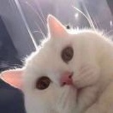 甜林🍐