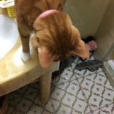 kitty555