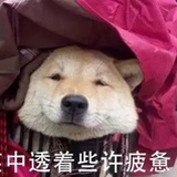 ✌︎('ω'✌︎ )