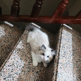 亚比囧囧囧