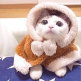 一天天搞啥ne