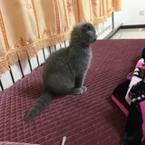 阮糖