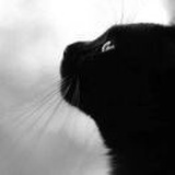 🐈。