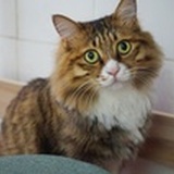 gatrer