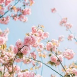 小七