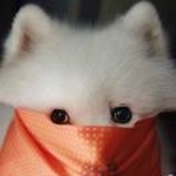 🐻胖-梓贤