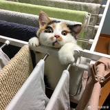 Saki
