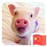 爱学老语的ຝົນ