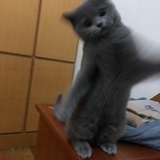 十一