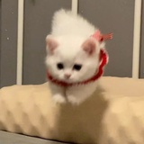 一个豆友