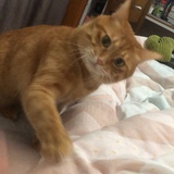 昵称