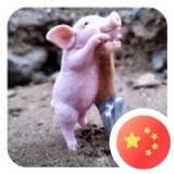 铁观音是乌龙茶