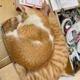 可惜